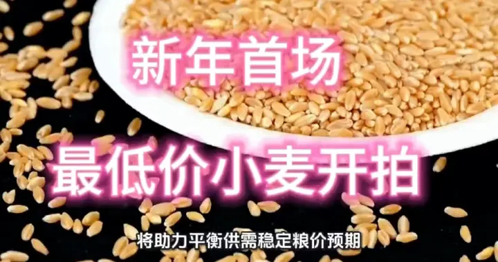 新年首场最低价小麦拍卖即将开拍
