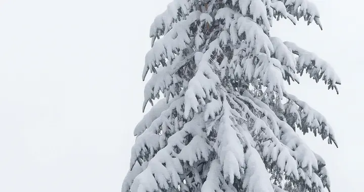 𝙎𝙃𝘼𝙍𝙀 - 手机壁纸 ​​​