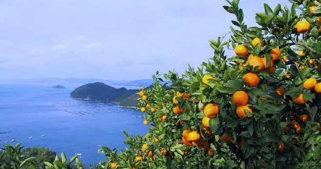 柑橘采摘前的管理是确保果实品质、提升产量和维持树体健康的关键