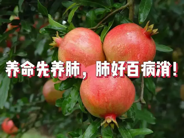 肺强百病消！肺部最爱的4种食物，中老年常吃，补水润燥清肺热！