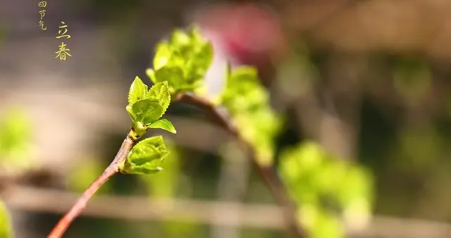 60年难遇的“早立春”，今年被我们碰上了，春节到底冷不冷？