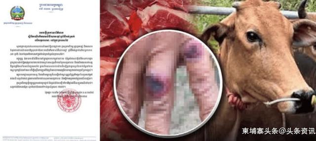泰国爆发炭疽病！柬埔寨暂停从泰国进口动物产品