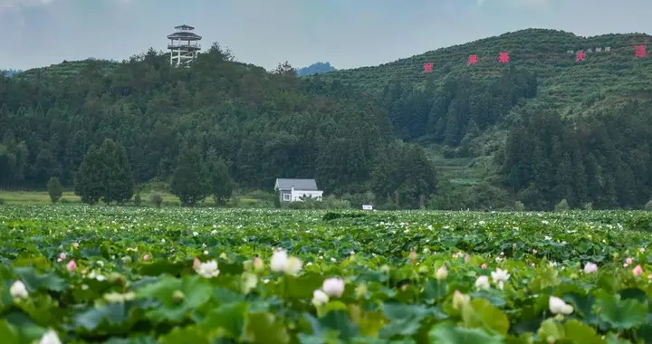 六月初四满天云，四十伏天少高温，明日多云，伏天酷暑会变少吗？