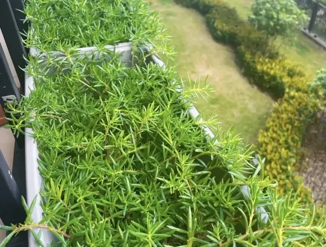 立冬后，8种花抓紧扦插，7天大白根疯长，来春花海等你赏！