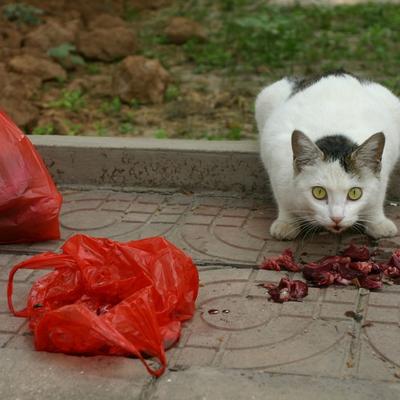 发财巴顿1g1C：成都84岁的姜老太，那
