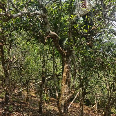 曦妍茶咖：老曼峨2026年春白茶🍵生茶