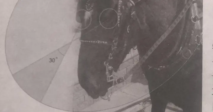 马是人类温柔而胆小的朋友