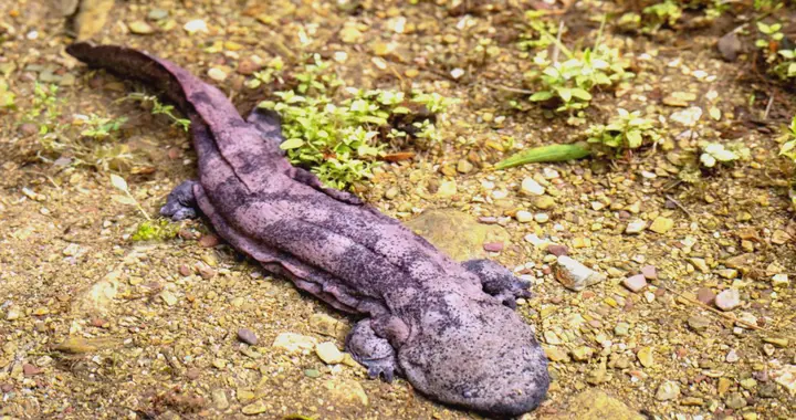 曾是“八珍”之一，卖到千元一斤的娃娃鱼，养殖户如今为何不敢碰