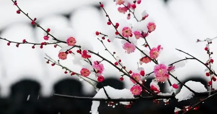 生在幽崖独无主——李群玉《山驿梅花》赏析
