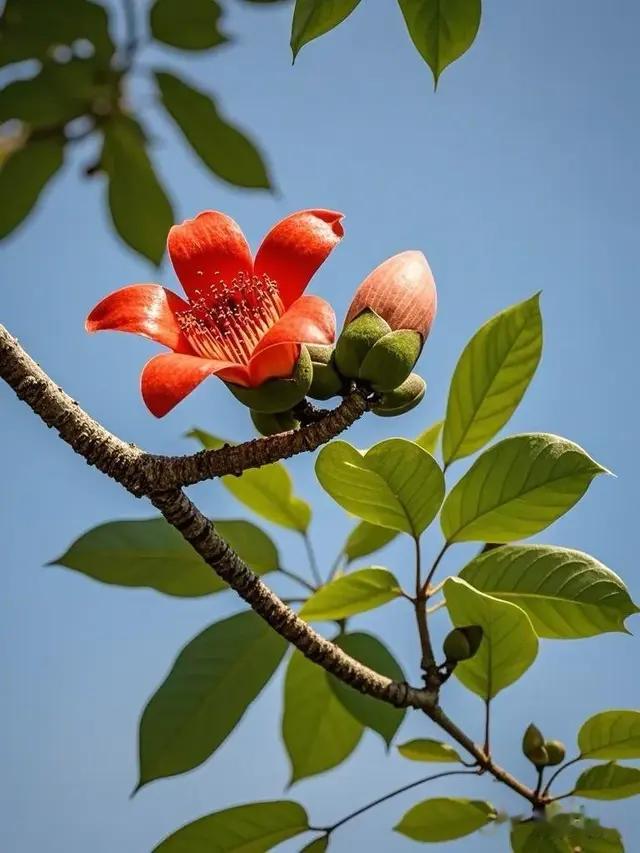 美图秀秀木棉花