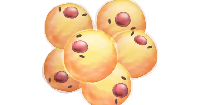 糖尿病发病原因是胰岛β细胞受损吗？真相远比你想象的复杂！