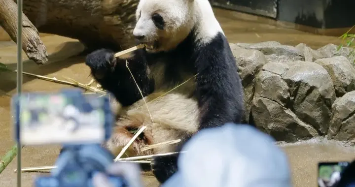 大熊猫即将全部回国，东京上野动物园外又开始排起了长龙