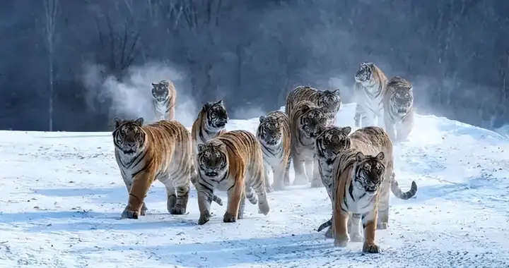 西伯利亚深处有多恐怖？为什么森林之王东北虎都不敢闯内陆？