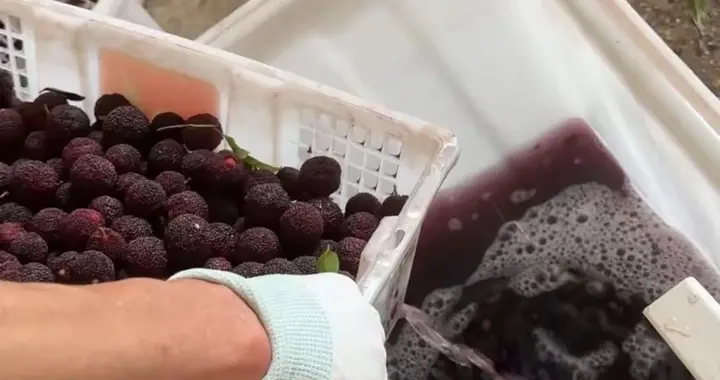 漳州药水杨梅风波愈演愈烈：别让一颗杨梅，透支整个行业的信任