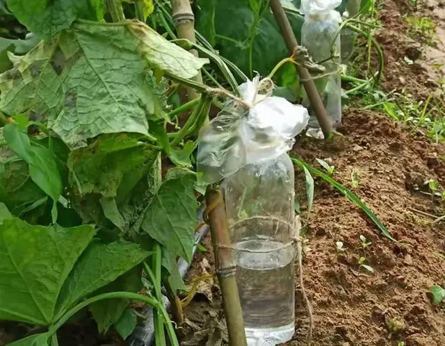 四月已过半，该种的几种蔬菜，现在种正合适！第7个很多人都忘了