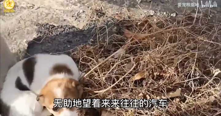 救助一只无家可归的流浪狗，下一秒，你们都忍住别哭