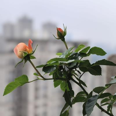 可可糖的春天：生活里