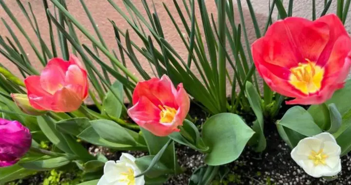 55岁退休伺候失能公婆才明白：再孝顺，也扛不住这2种难言的苦