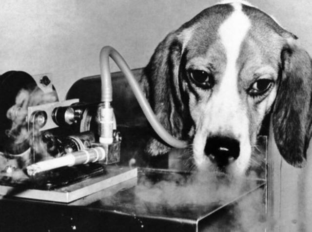 吸烟真的有害吗？英国烟草公司用48只狗做实验，3年每天吸100支烟