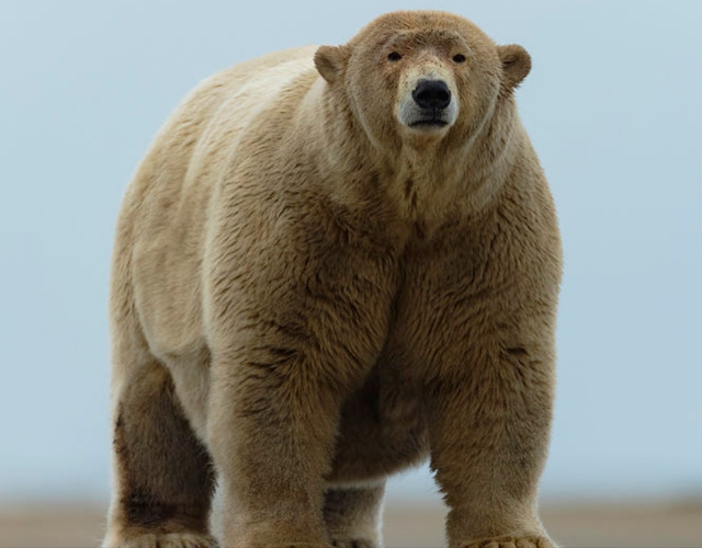 北极熊个头缩水？居民投喂出679公斤巨熊，体型比60年前差远了！