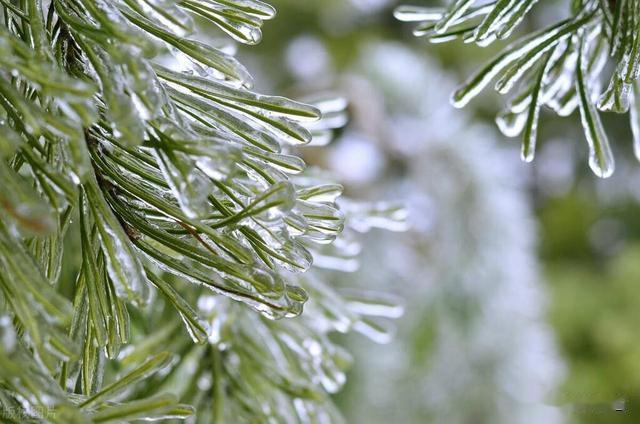 岁寒松树美诗五首：声须风里听，色更雪中观