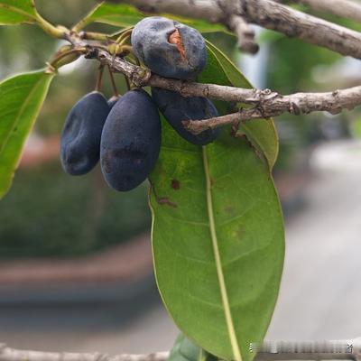 谷间寻溪流的行者： 怪事！以前只开花不结