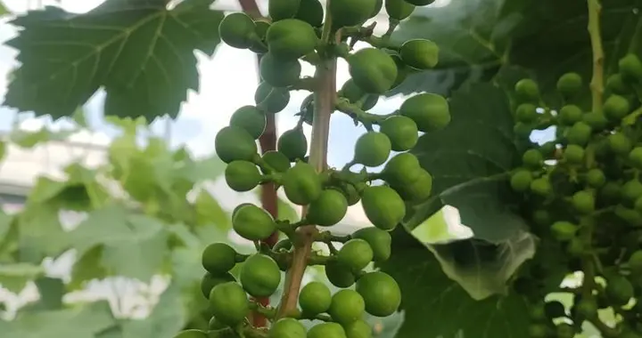 葡萄膨果黄金期，抓住这四个关键点，品质产量双提升