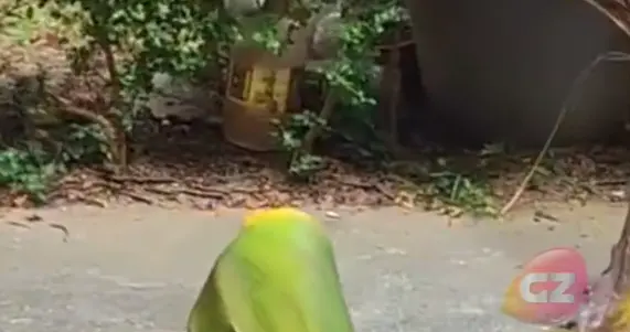 珠海一业主小区散步遭落叶砸伤致十级伤残 法院判物业担责赔4万