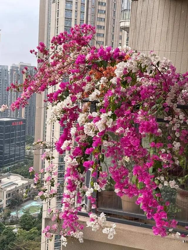 三角梅，应该“干养”还是“湿养”？许多人弄反了，难怪不开花！