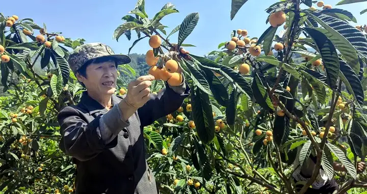 广元：中子小屯村是这个样子的，满山金黄500亩枇杷进入盛果期！