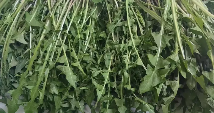 国外“野草”泛滥成灾，人人嫌弃没人要，为何在东北却成为了宝？