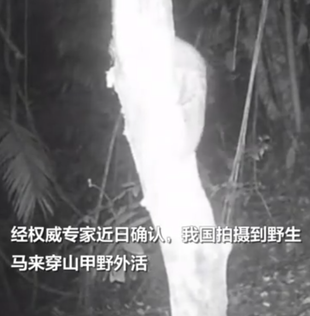 中国真有野生马来穿山甲！专家2005年提出在我国后，首次红外拍到