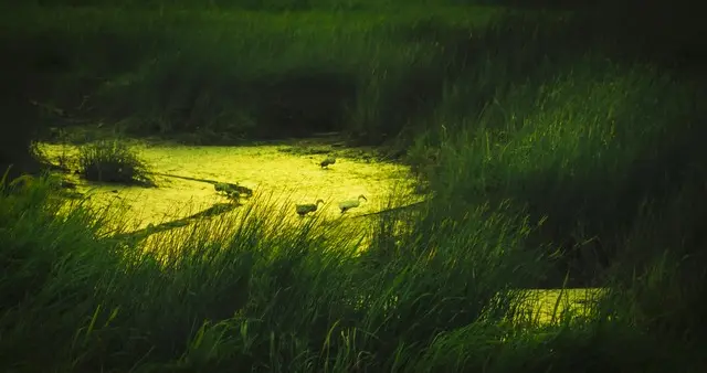 秦岭中央水塔再添生态瑰宝：汉中葱滩国家湿地公园获批省级湿地