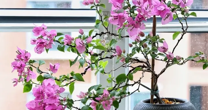 立秋后养花就选这8种！耐热耐旱还花期超长，阳台秒变“花海洋”