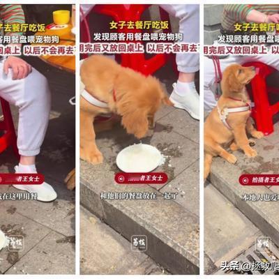 拯救爬山虎的脚：顾客牵着狗到饭店吃饭，并