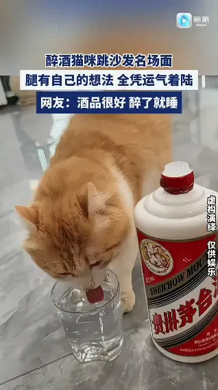 悦儿仙：喝了两杯猫尿， 就不知道东南西北