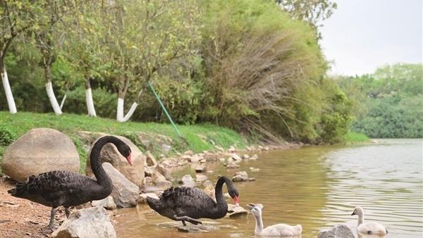 城市温度记录站：【绿美番禺