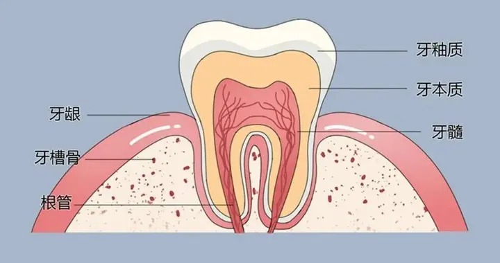 什么是根管治疗，一共要经历几个步骤？