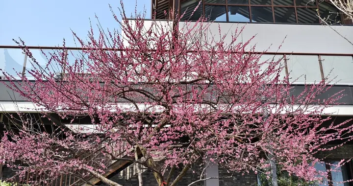 申报中！上海地铁，曝出大消息…