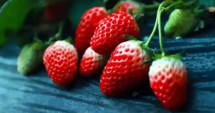 比车厘子还要贵的冬季草莓，到底是不是场骗局？