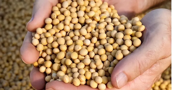 中国能养活14亿人口，原来是靠进口的大豆，肉油真的很重要