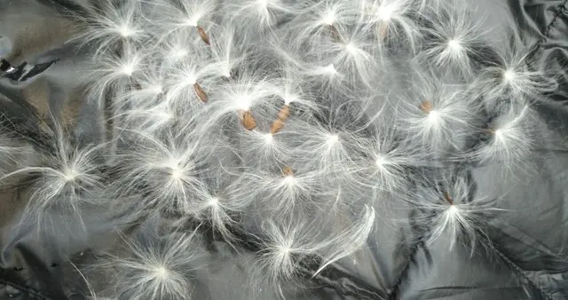 男子1650元买羽绒服全是飞丝