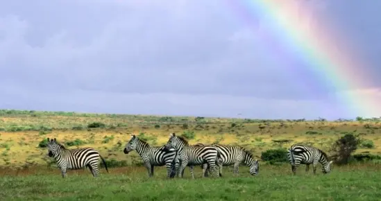 生肖运势-午马（12月22日）