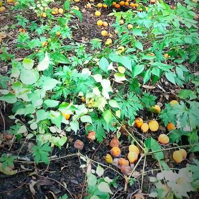 铁骑无声：在我们长春市，各公园、小区里都