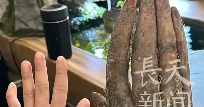 后续！女子菜地挖到人手山药，形状清晰有指甲盖，家人透露更多