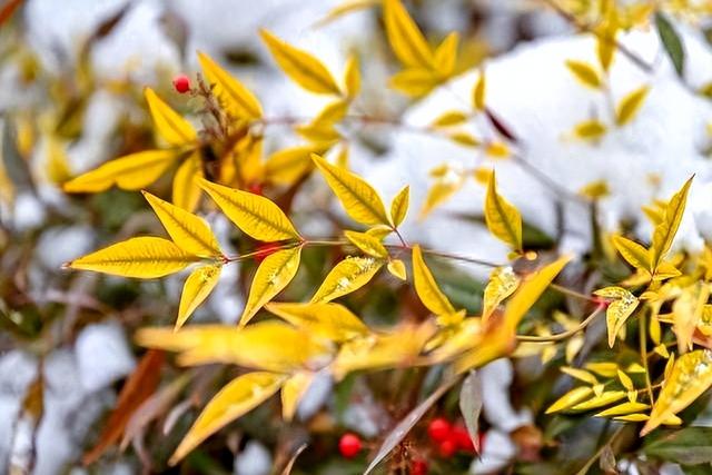 乡土小说：丑妻（89）