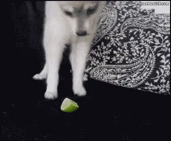 抖东抖兮：狗子第一次吃柠檬开心坏了，跳起