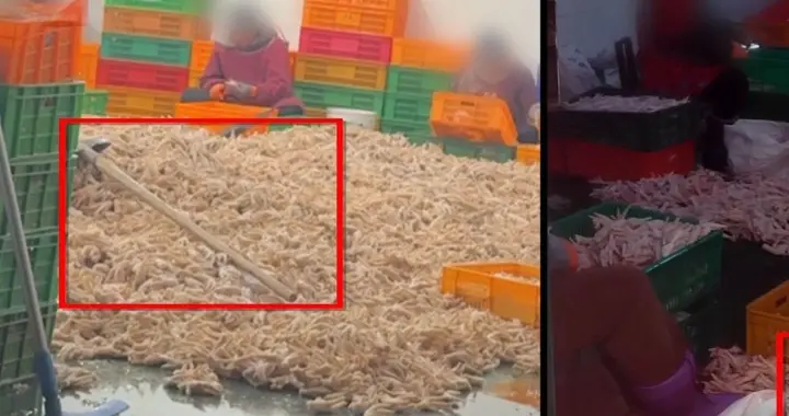 315曝光！网红“美白”鸡爪用双氧水泡制，看完你还敢吃吗？​