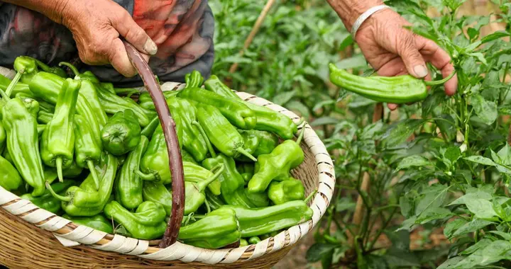从辣椒到花生，庄稼屡遭 “偷盗”：承包大户的损失谁来赔？