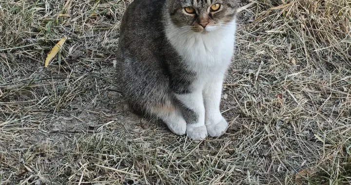 胖猫发呆，路过的都说它不像流浪猫，希望它能安稳过冬